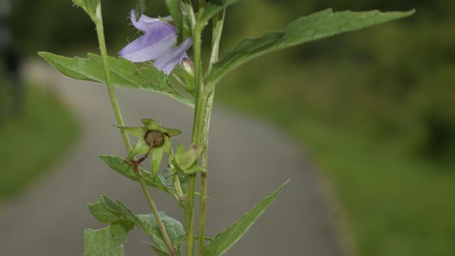 Campanula trachelium